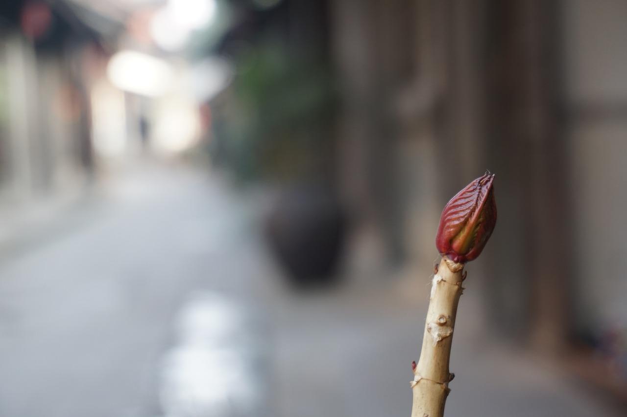 花苞掉落是怎么回事