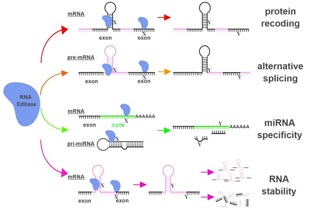 真核生物mRNA的加工修饰与转录调控（三） - 知乎