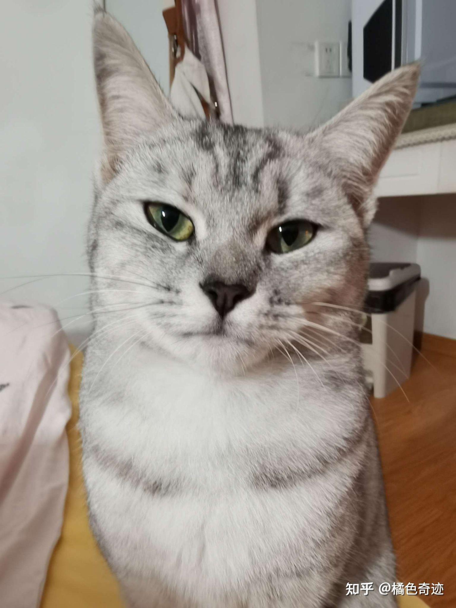 这是美短猫吗 - 知乎