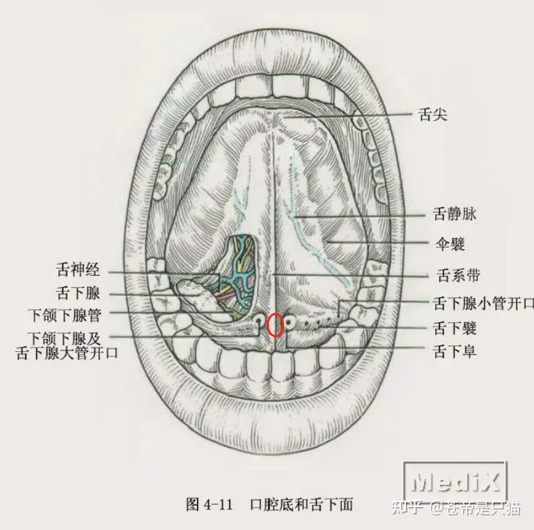 舌下肉阜位置图片
