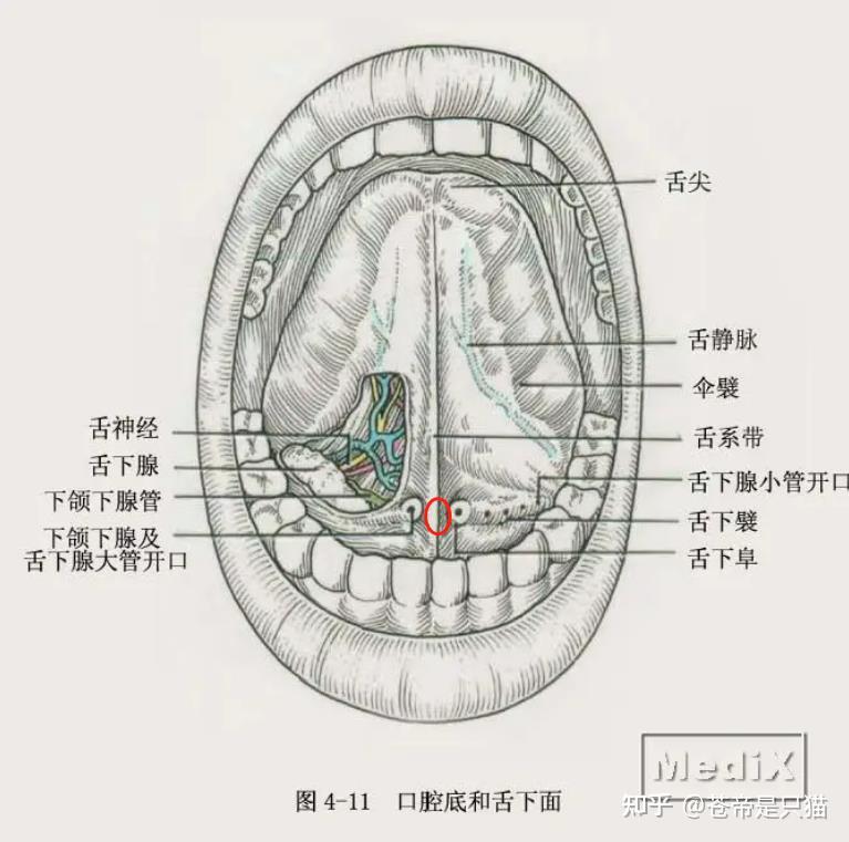 舌下肉阜