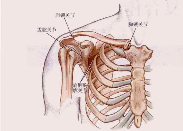 剖入手。1.肩相关的关节①盂肱关节②肩锁关节③胸锁关节④肩胛胸壁关节