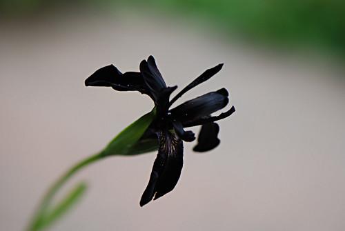 有哪些暗黑植物(暗黑系花草)?求配图和简介. - 知乎