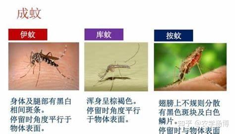 普通蚊子和白纹伊蚊有哪些区别？ - 知乎
