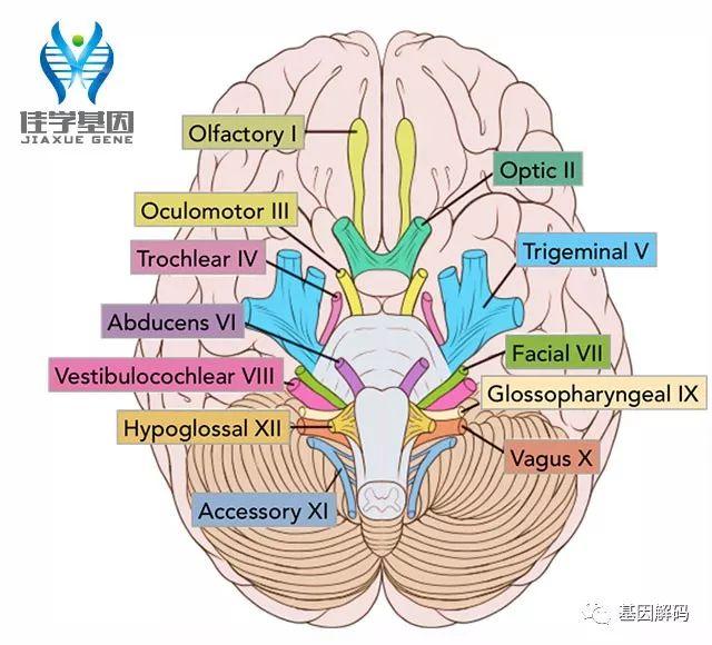 协和医院健脑神操你还不会吗简单4个动作让大脑反应更快