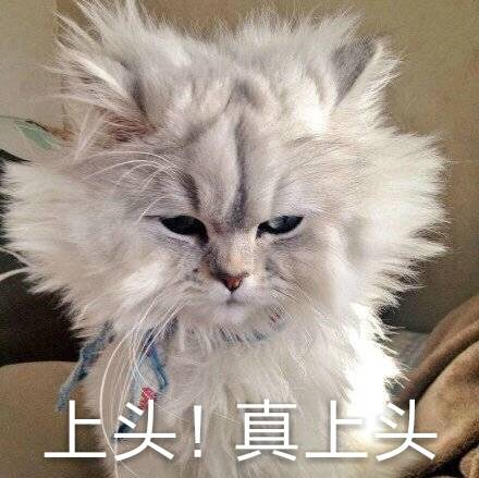 猫、狗真的会笑吗?或者说有表情吗?