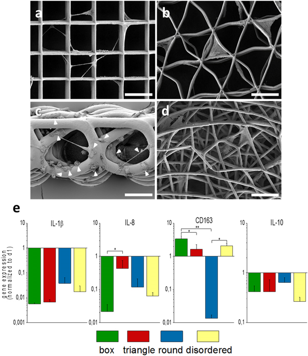 高精度多孔纤维支架诱导巨噬细胞延伸驱动m2型极化