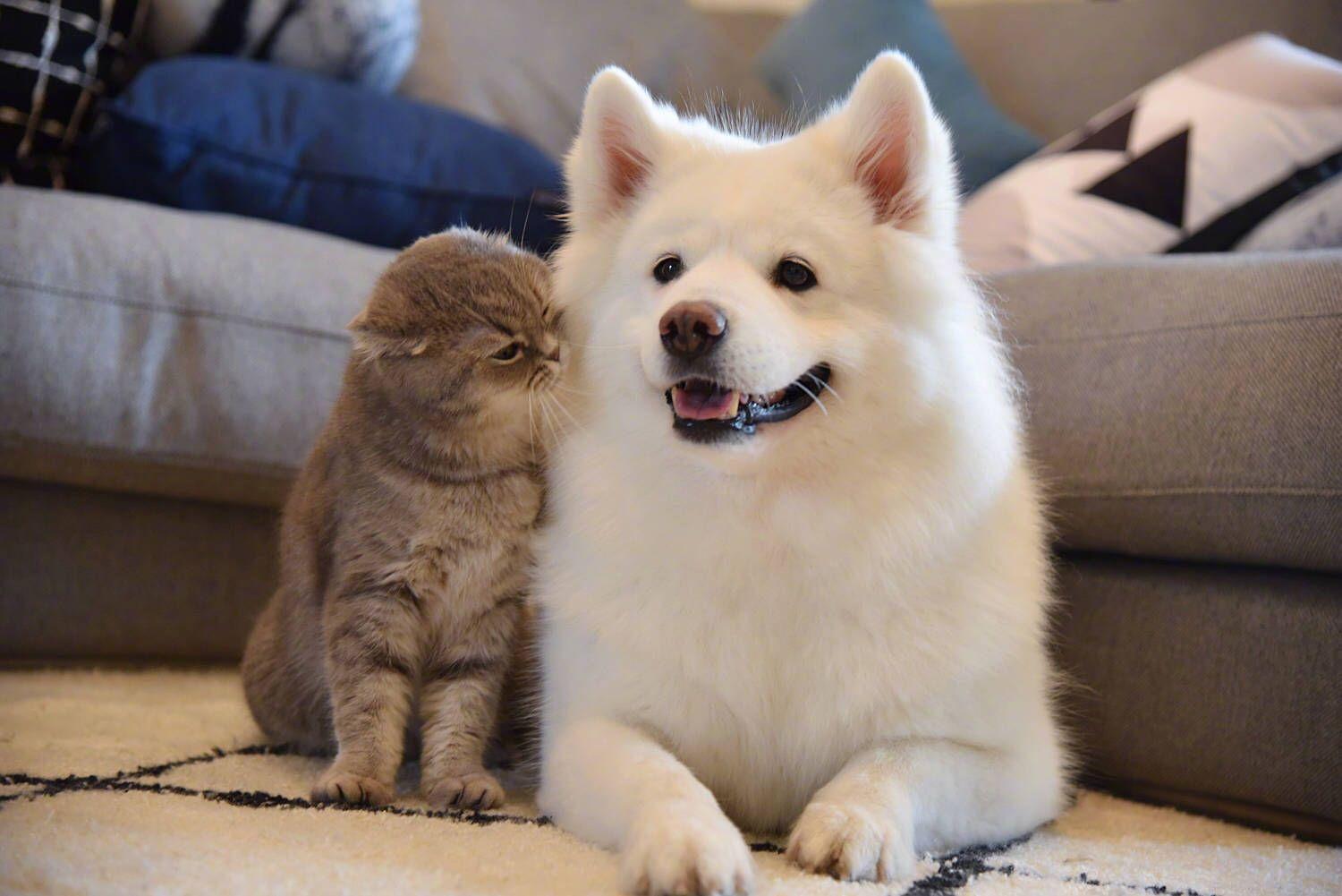 猫和狗能正常交流么? - 知乎