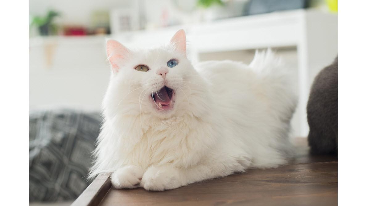 你了解自己的猫咪吗 猫咪情绪低落的11个微妙表现 知乎