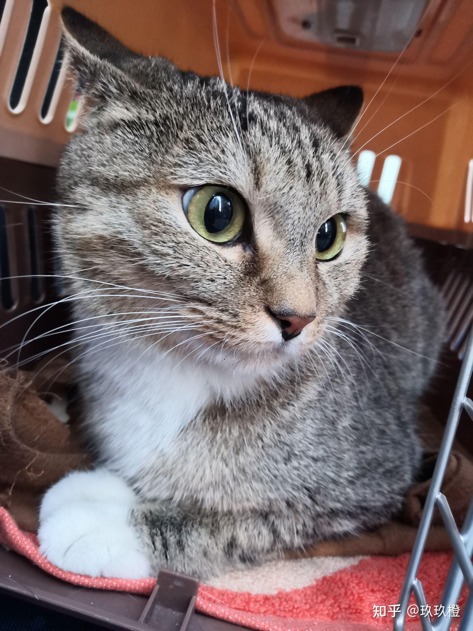 白餐巾白手套的狸花猫能有多漂亮? - 知乎