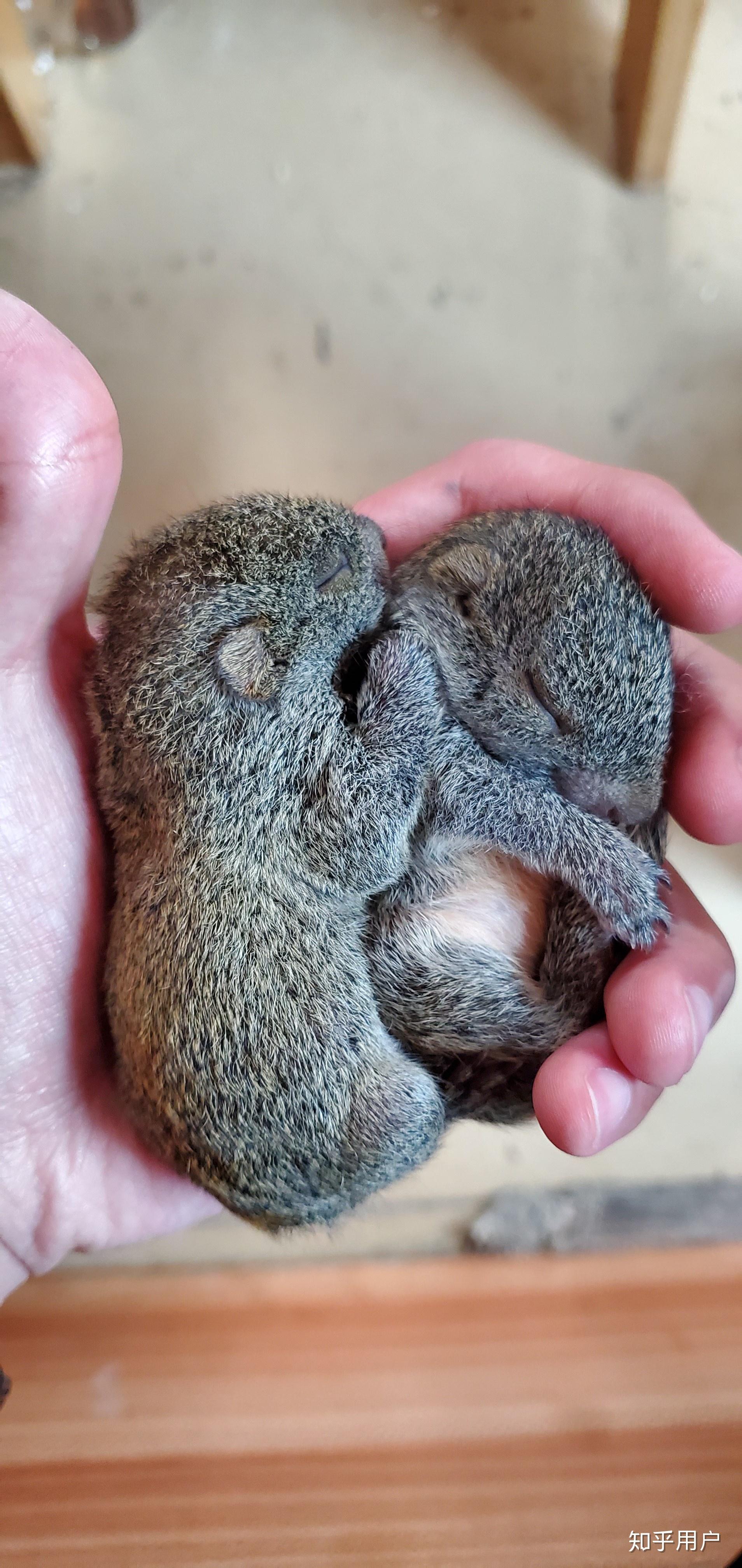 如何饲养松鼠幼崽? - 知乎
