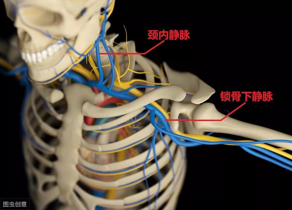 锁骨下静脉解剖示意图图片
