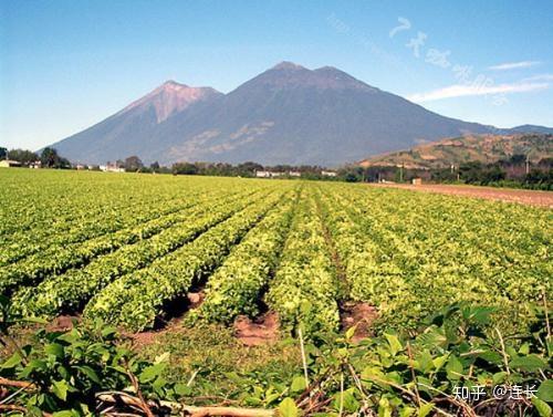 单品咖啡品鉴指南