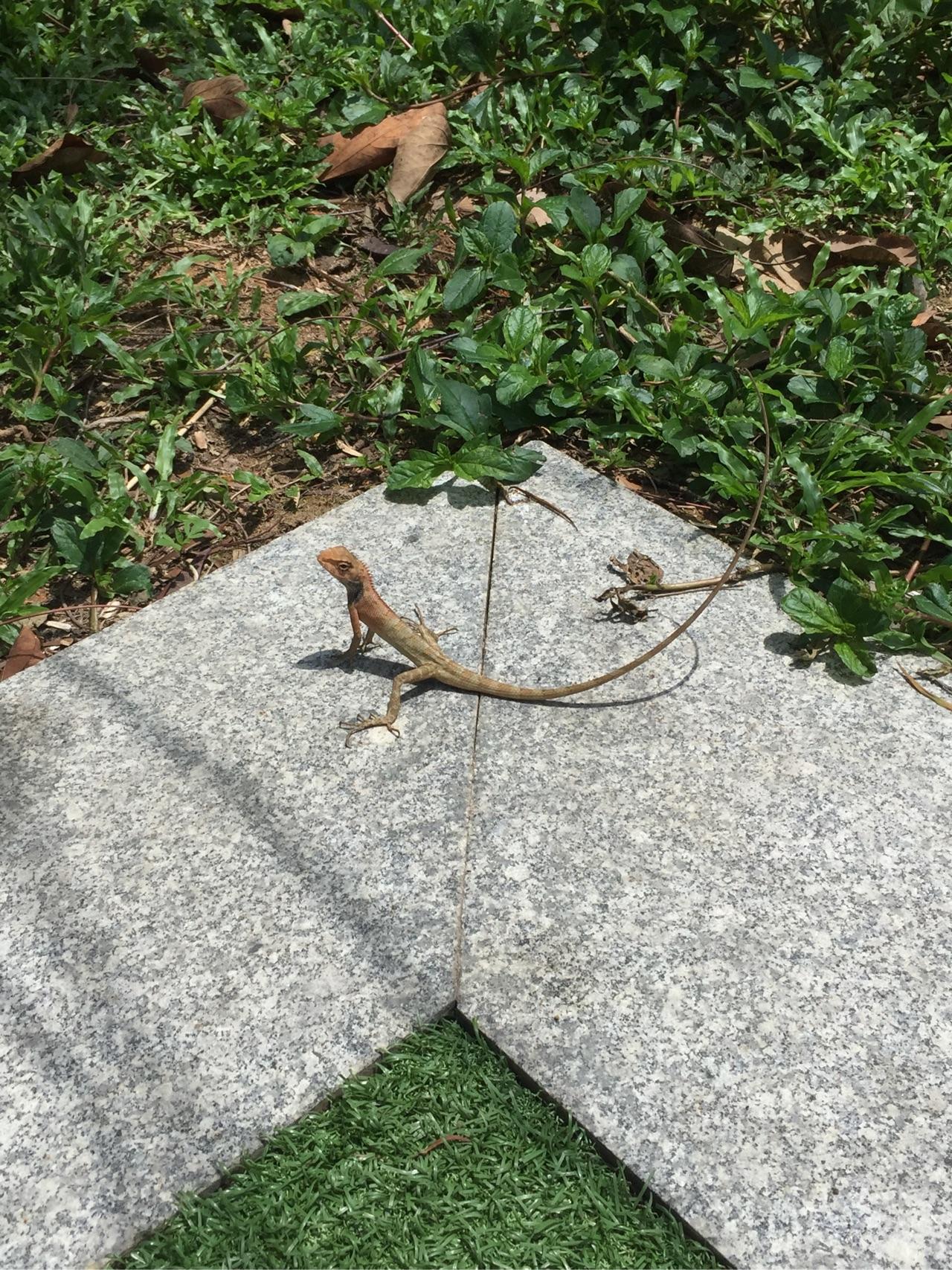 四脚蛇和壁虎有什么区别