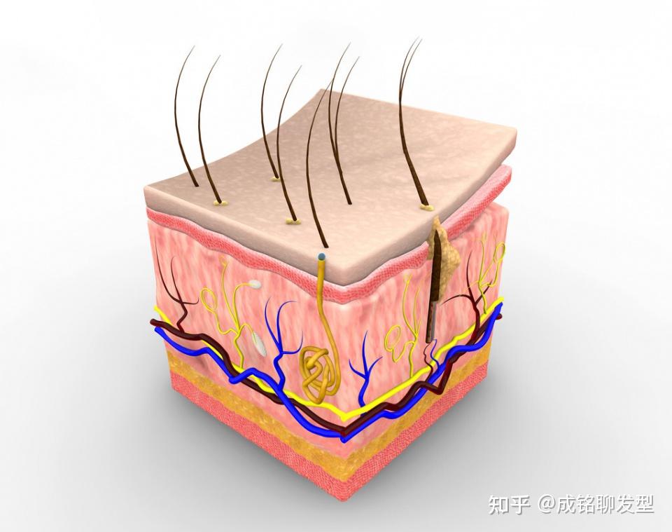 头发是从发根长，还是从发梢长？头发掉了，还会长出来吗？ - 知乎