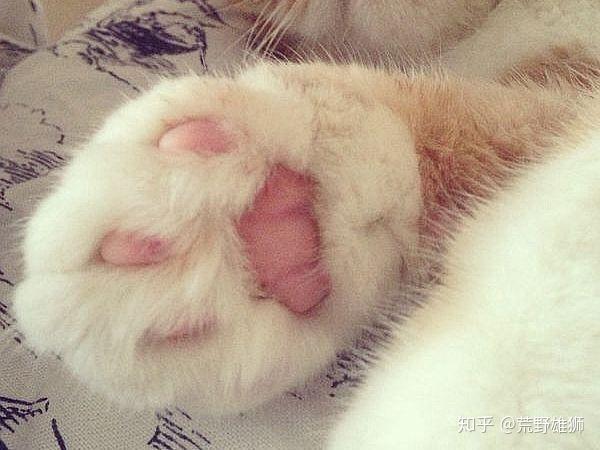 可以拍一些可爱的猫爪爪吗可以当头像的那种谢谢无猫人士的卑微请求
