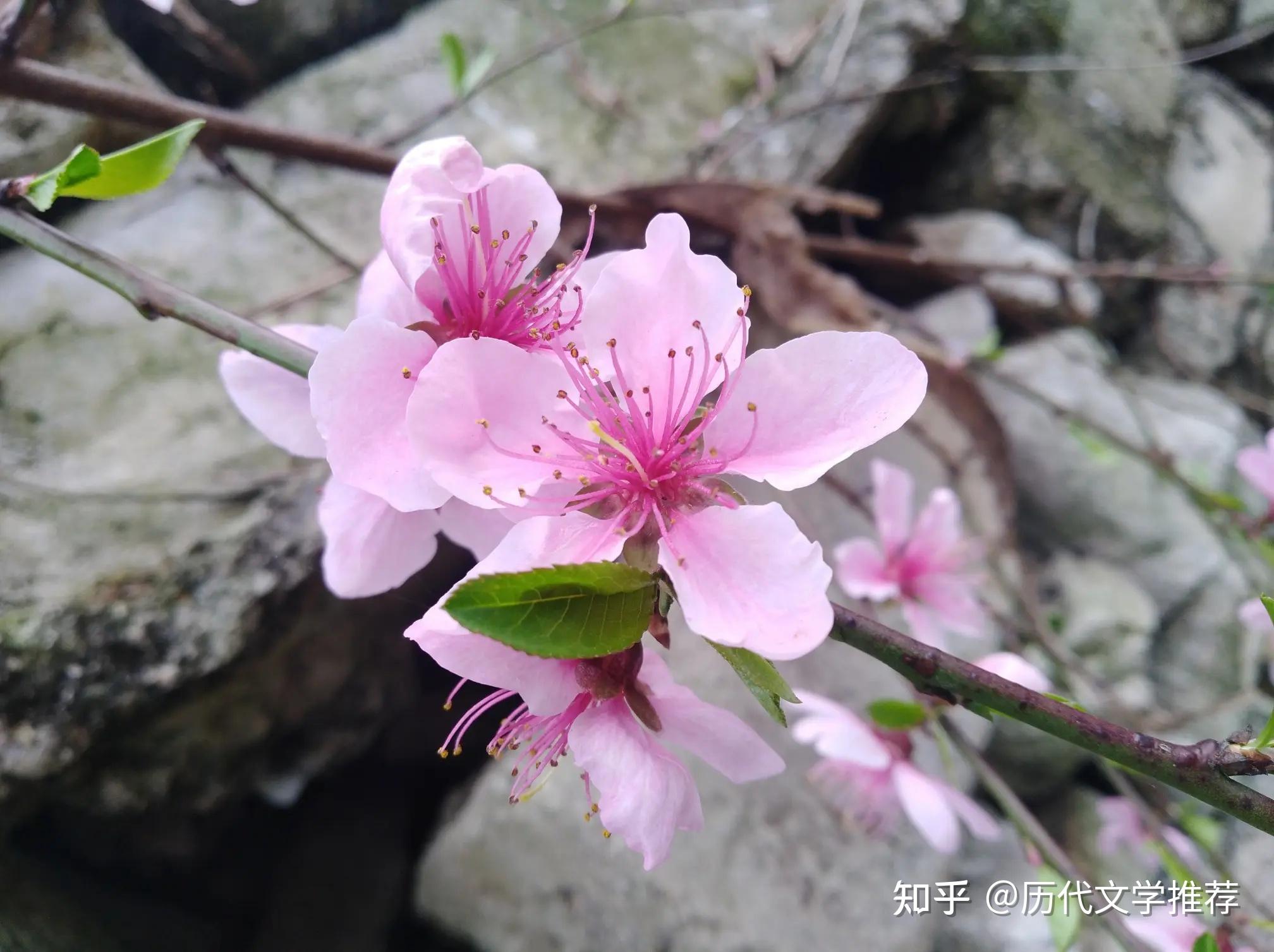 那些一眼万年的“桃花”诗句(300句)整理 - 知乎