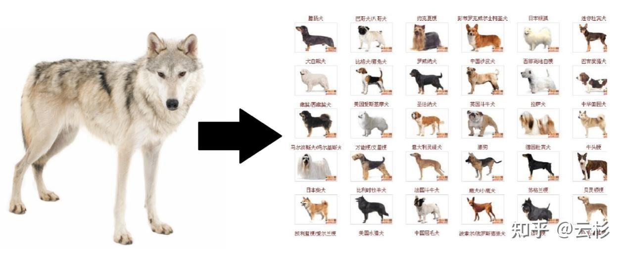 第一次养狗的保姆级攻略 - 知乎