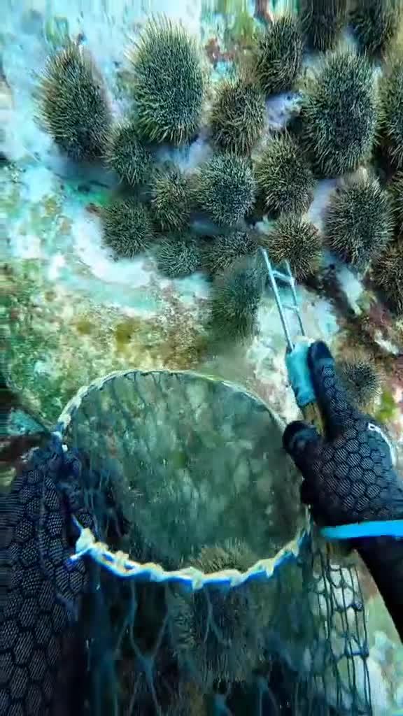 原来海胆是这么捕捞的