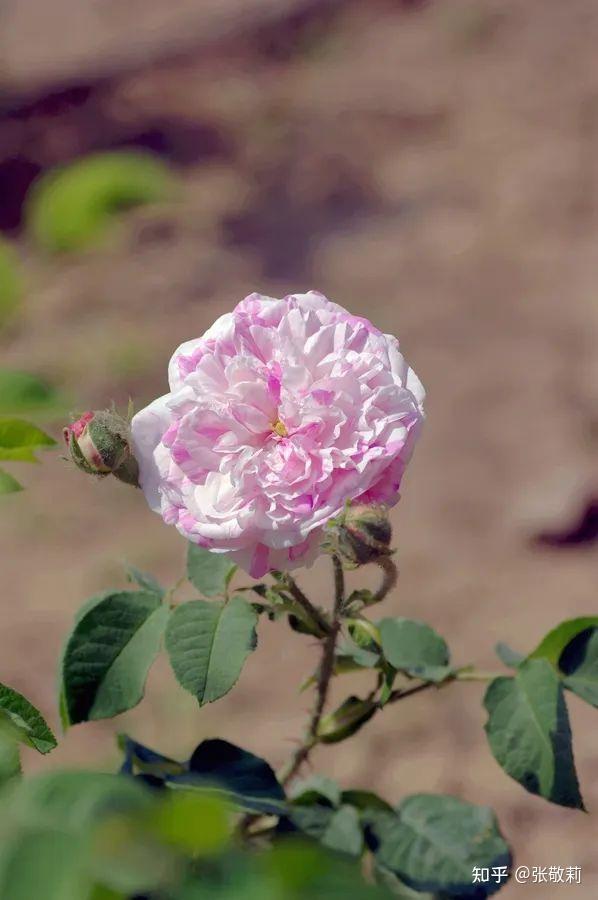 生态客自然观察【分科识花图鉴】32 蔷薇科 b 蔷薇亚科(下) - 知乎