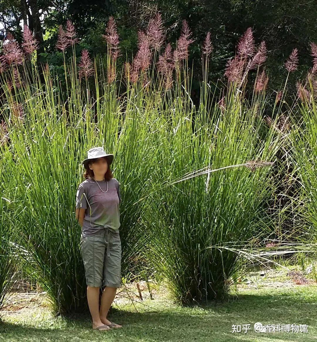 香茅、茅香？绝不是文字游戏 知乎