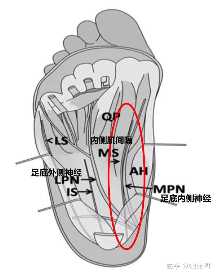 脚踝内侧解剖图图片