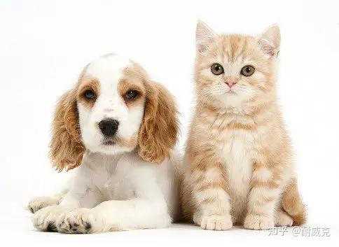 请收下耐威克这份狗猫双全攻略! - 知乎