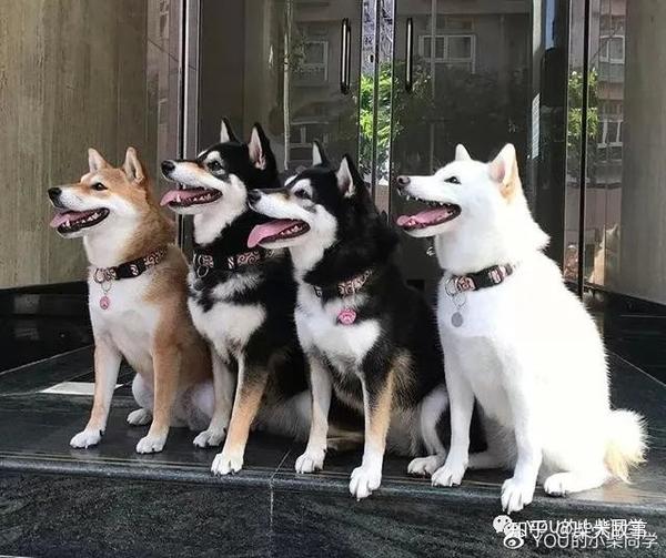 黑柴这么好看!黑色柴犬多少钱一只? - 知乎
