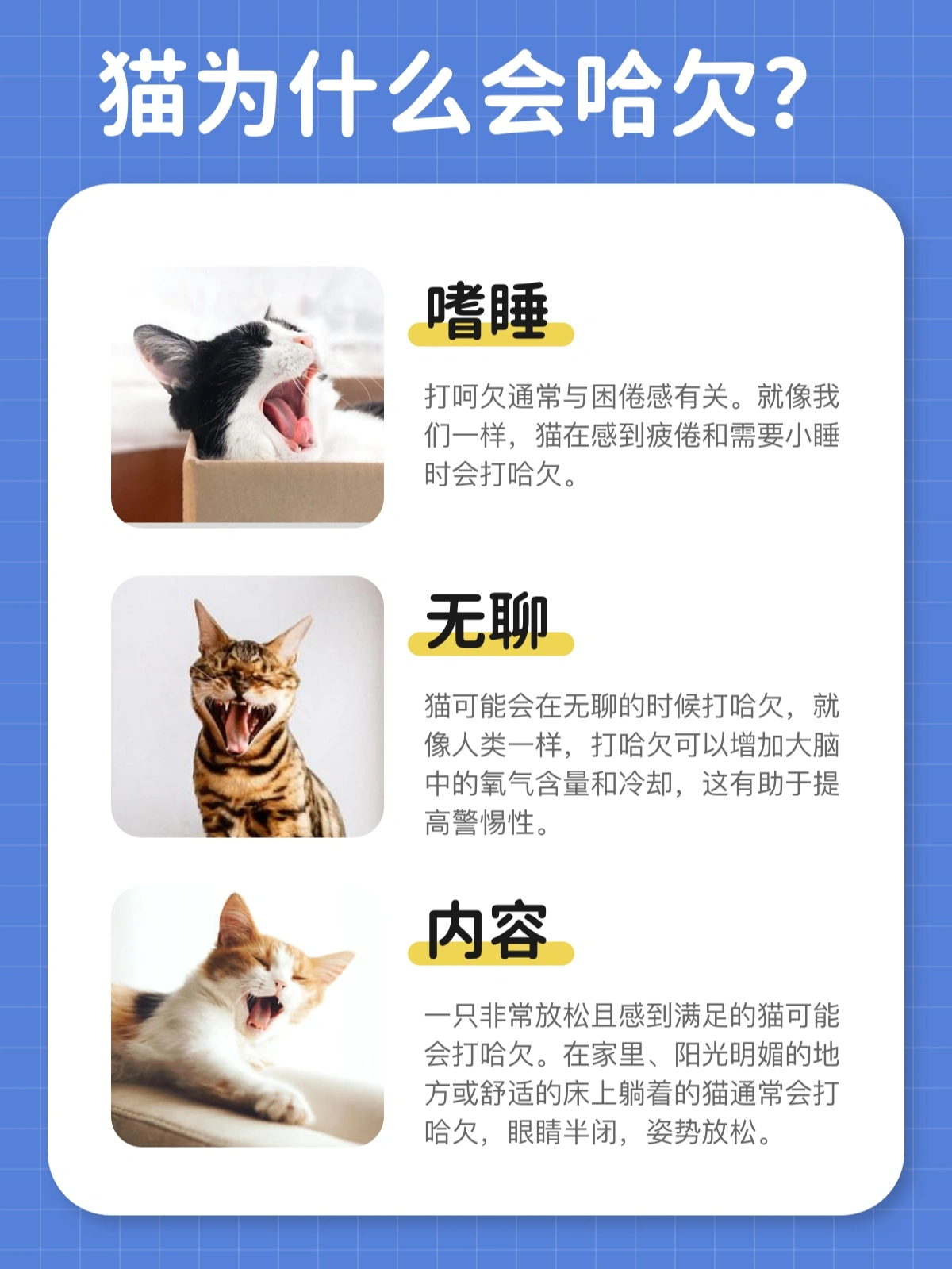 猫为什么会打哈欠?猫打哈欠的原因是什么? - 知乎