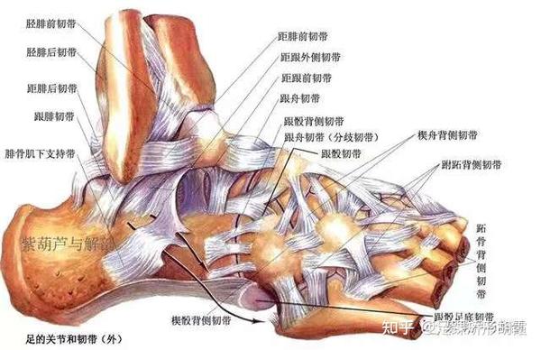 如何在不破坏踝足部结构情况下医治马蹄足 高弓足 足内翻等足畸形 - 知乎