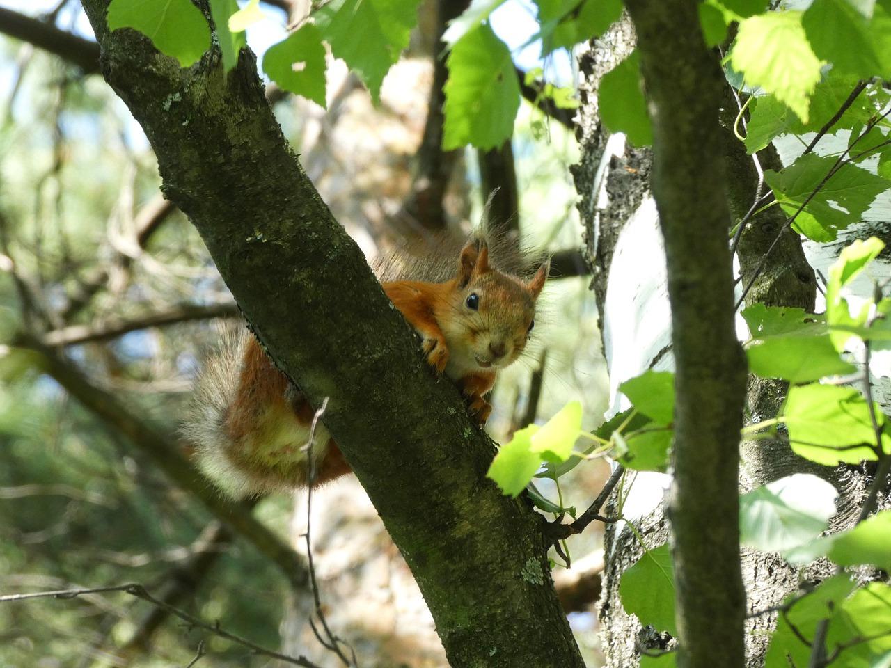 松鼠的储食智慧