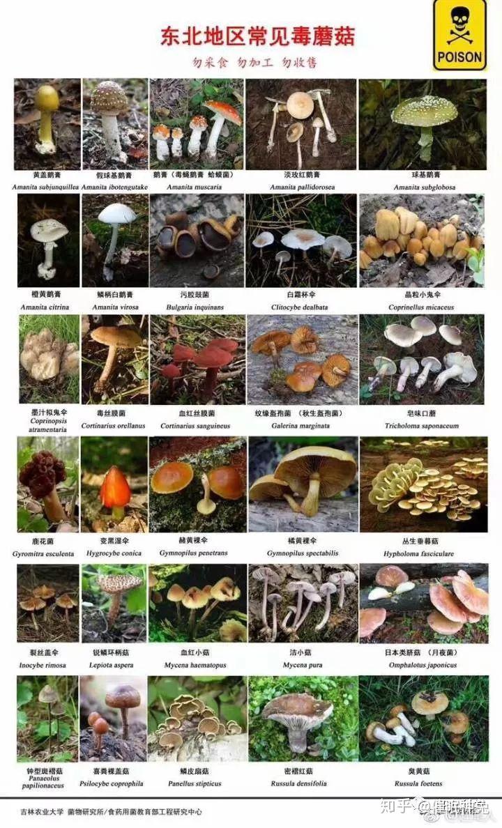 蘑菇种类 图解图片