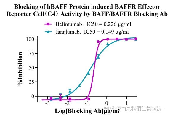 BAFF/BAFFR：B 细胞免疫的 