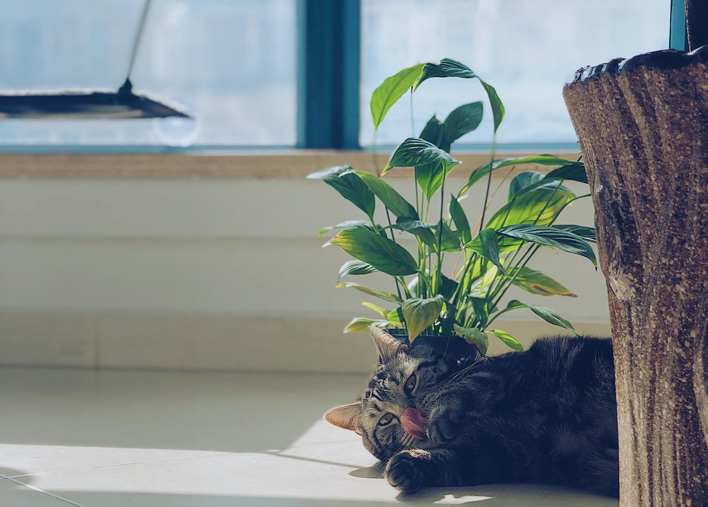 盘点那些对猫有毒的网红植物 知乎 盘点那些对猫有毒的网红植物 知乎