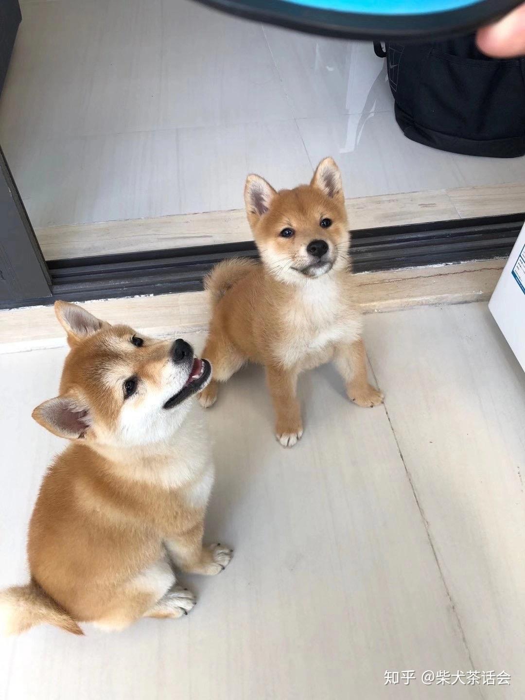 观察柴犬的头部特征,这是最能区别柴犬和串串柴的地方,正宗柴犬会有像