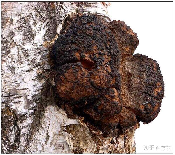 10招教你如何正确辨别桦褐孔菌