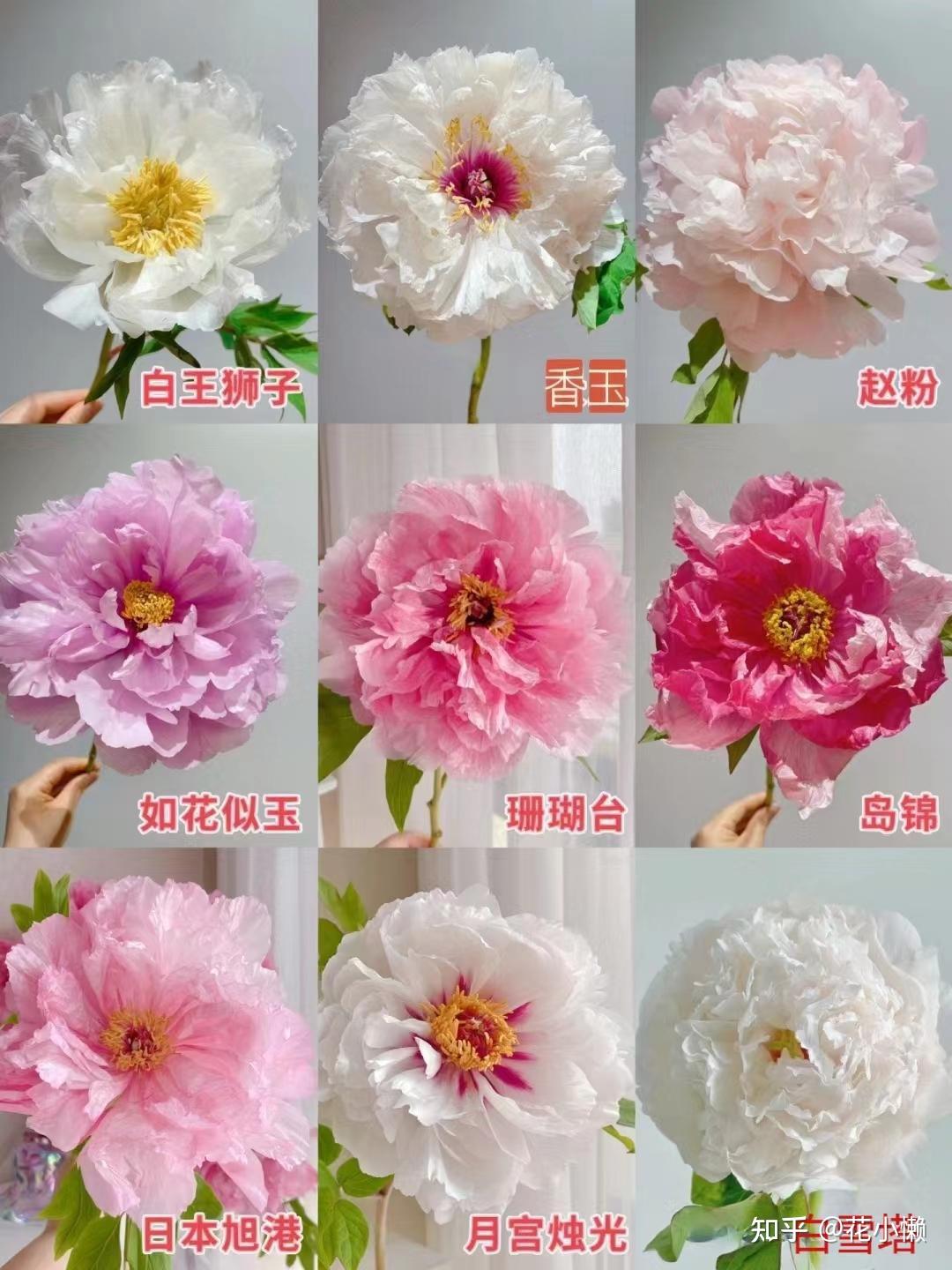 属人工培育品种,花型呈绣球型,因花色呈现绿色比较罕见,故有很高的