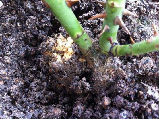 月季长的慢看一下根部是不是有这些问题