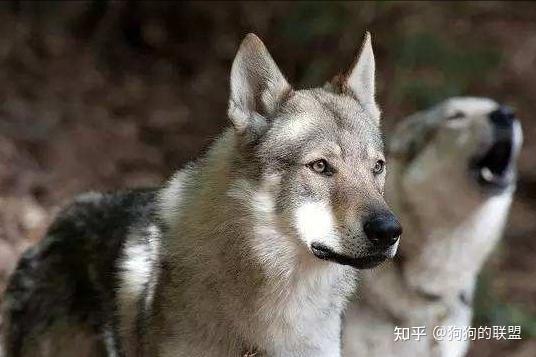 养过“捷克狼犬”后,你会爱上它的 - 知乎