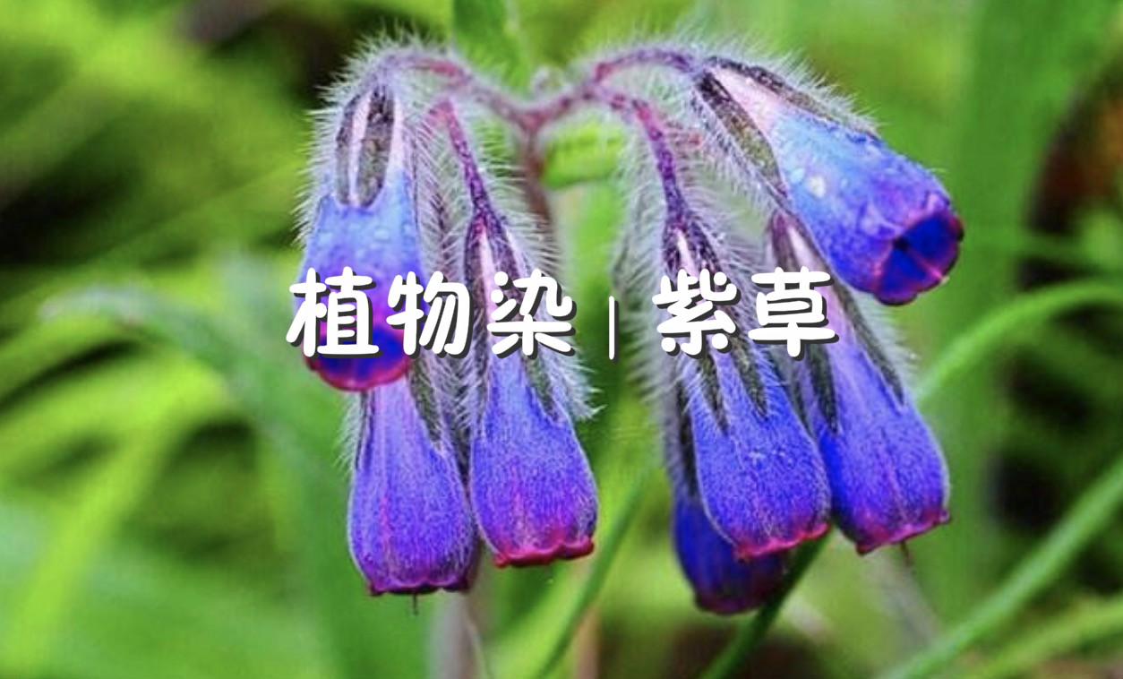 科普系列二 植物染色之紫草 知乎