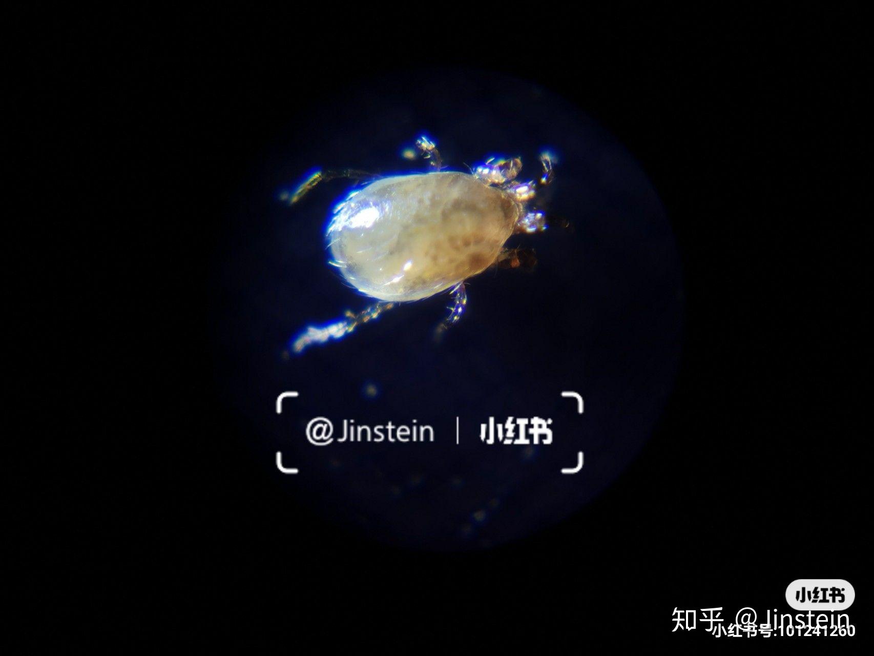 用了一年的3e椰棕床垫有很多小虫子怎么办