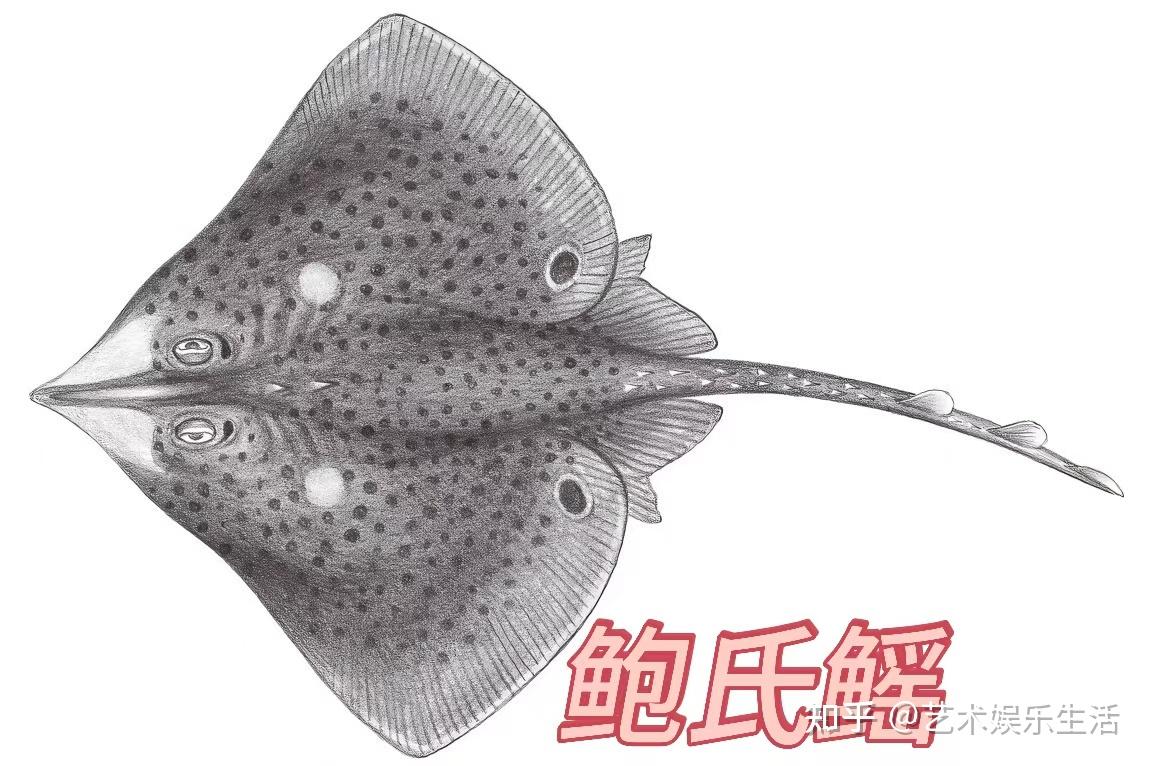 9种鳐科的鱼类，隐藏在深海的鱼类 - 知乎