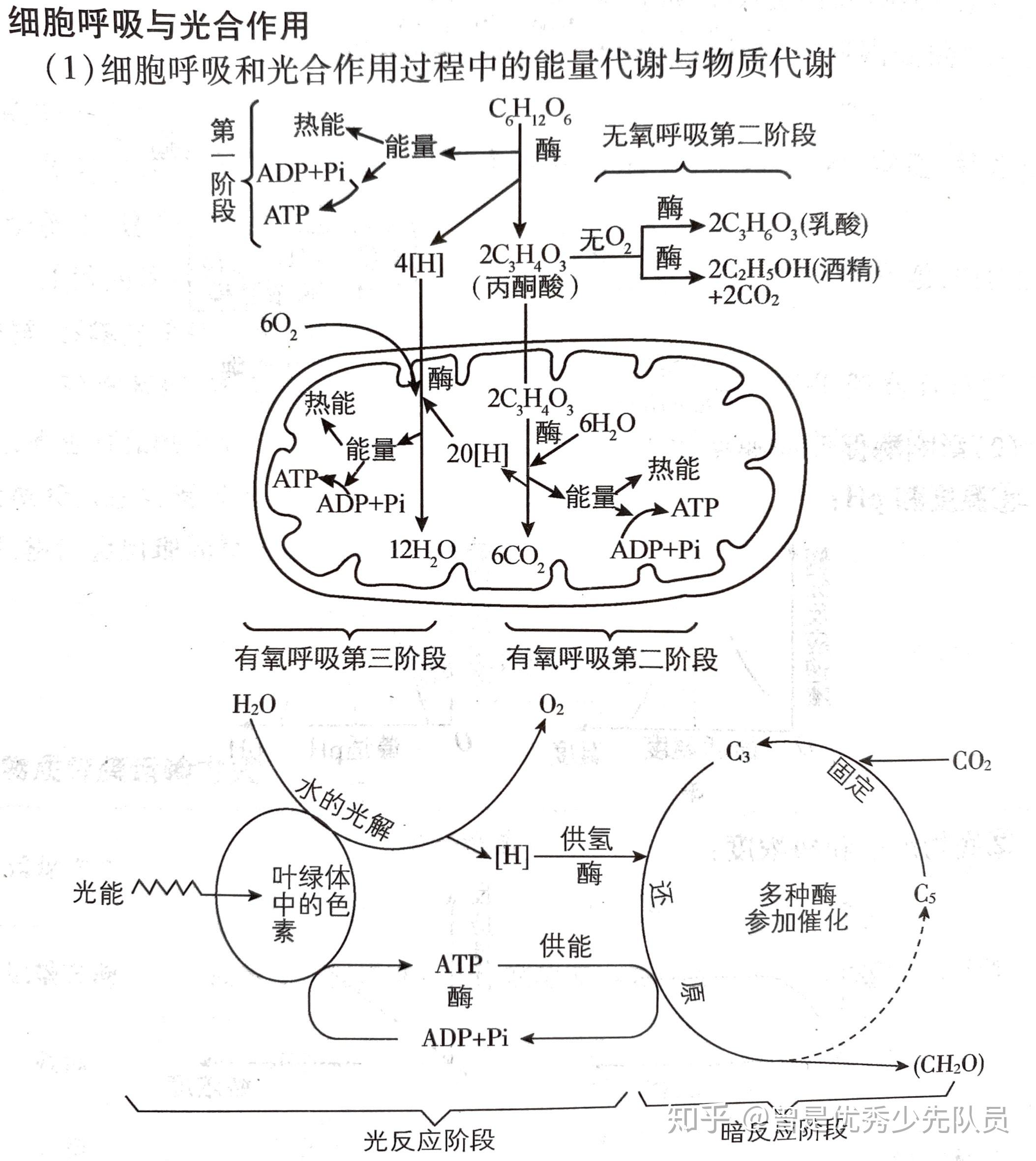 高中生物必修一光合作用和呼吸作用的反应式是怎样的