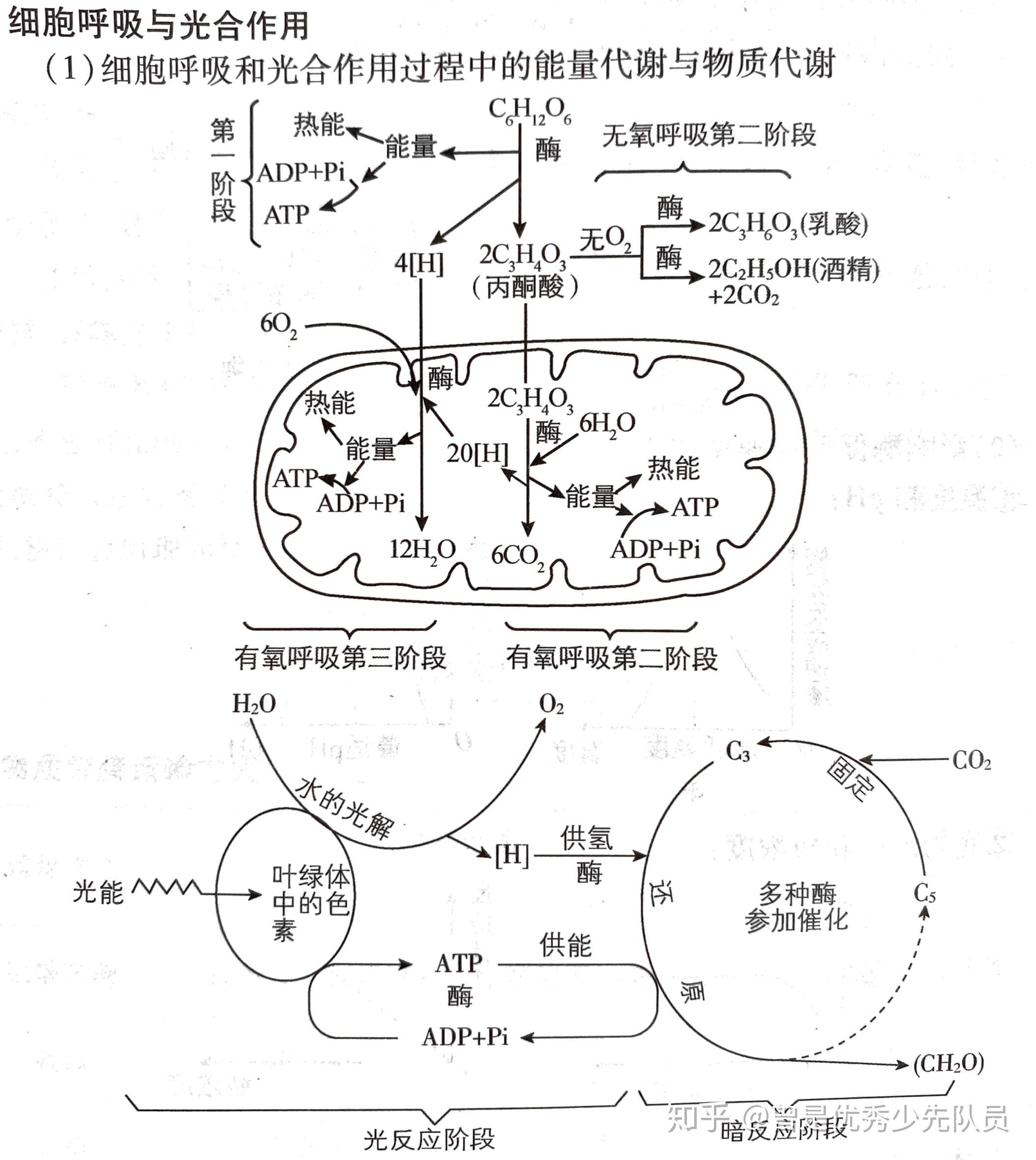 高中生物必修一光合作用和呼吸作用的反应式是怎样的? - 知乎