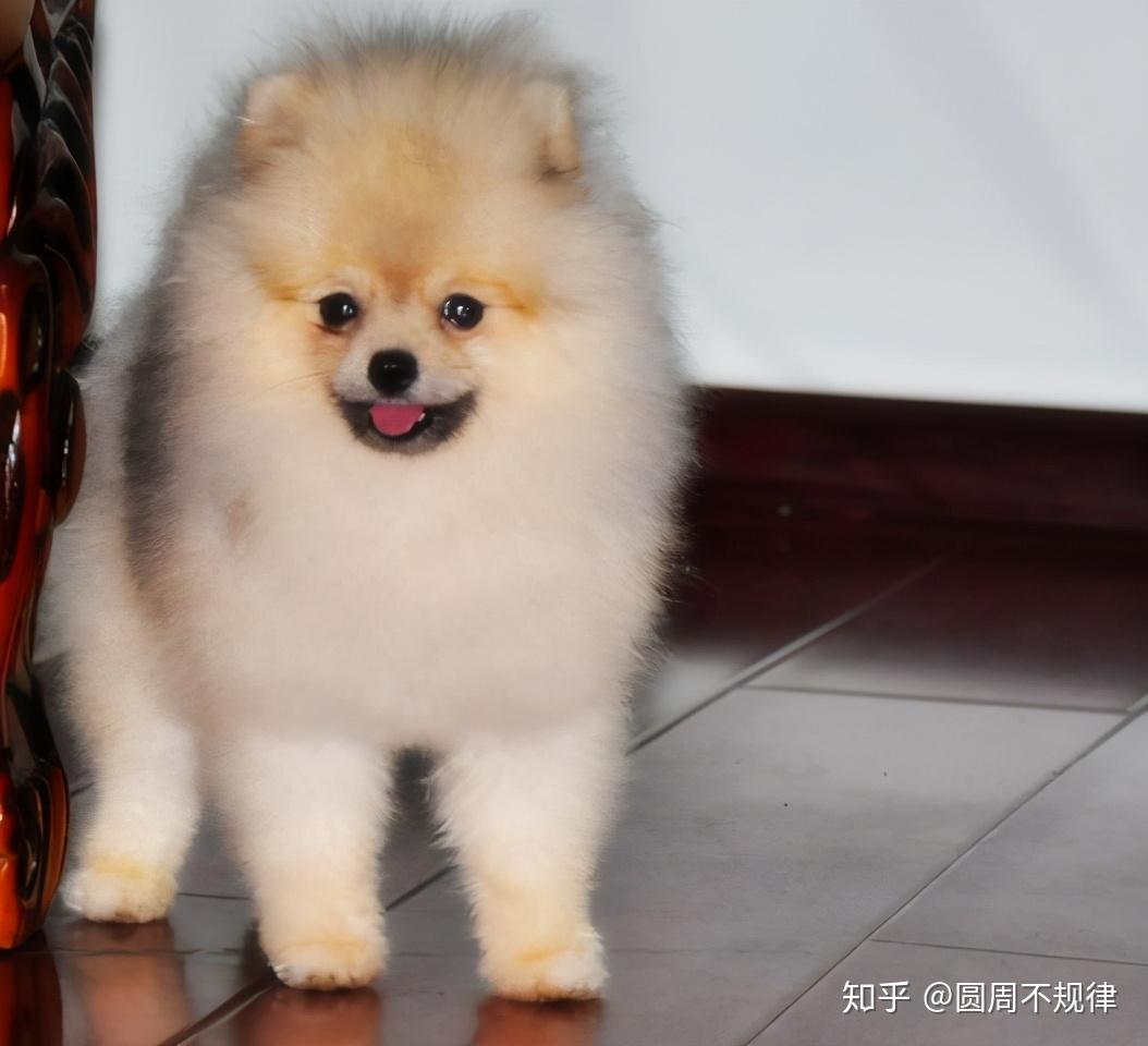 饲养博美犬做好这六点让它健康又漂亮