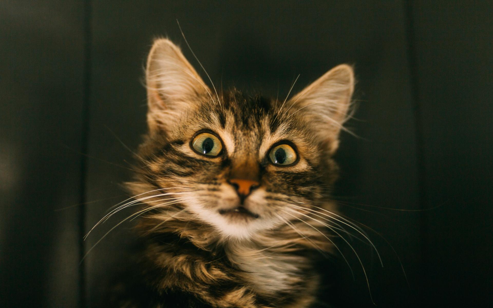 猫的胡须到底能不能剪 知乎 猫的胡须到底能不能剪 知乎