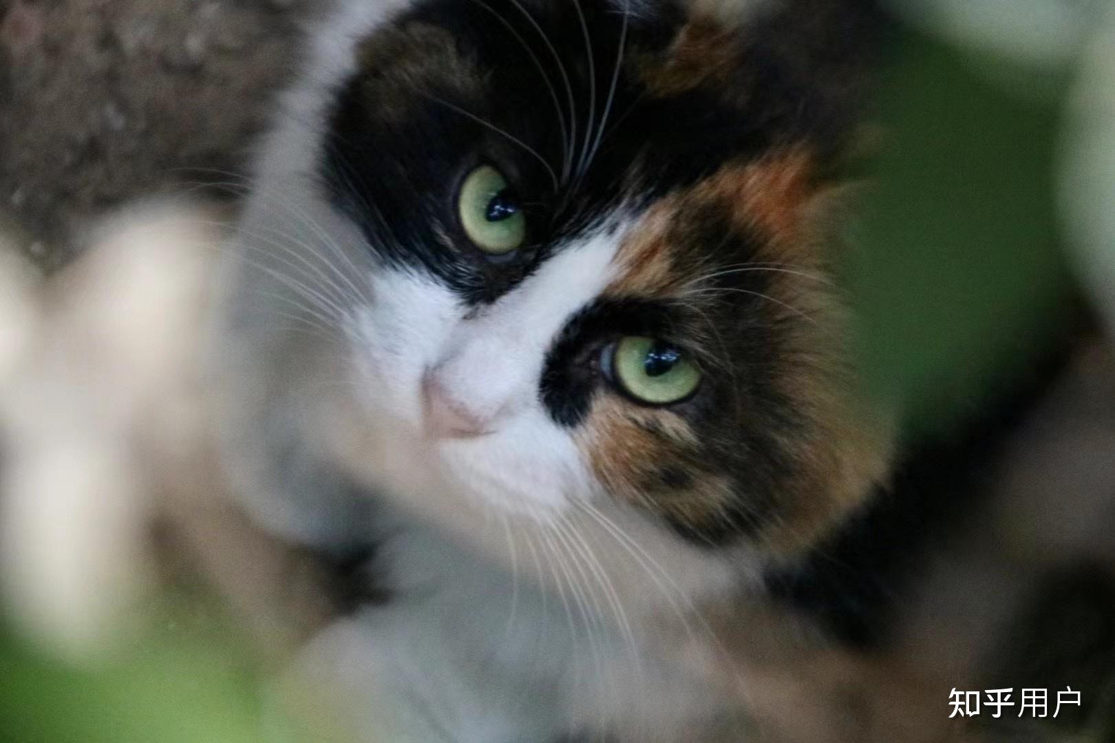 为什么三花猫是猫咪眼中的顶级大美人?有什么依据吗? - 知乎