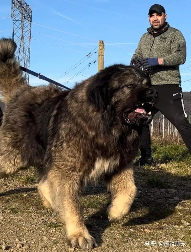 最凶猛的十大恶犬,个个性情凶狠,谁才是犬界霸主! - 知乎