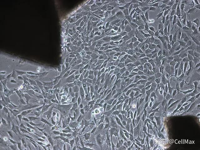 原代培养系列之大鼠血管平滑肌细胞的分离与鉴定! - 知乎