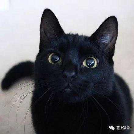 猫被毛花色的遗传规律 武汉恋上猫舍整理 知乎